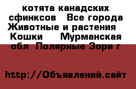 котята канадских сфинксов - Все города Животные и растения » Кошки   . Мурманская обл.,Полярные Зори г.